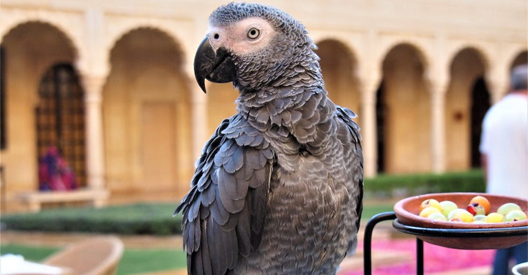 How Long Do African Grey Parrots Live as Pets