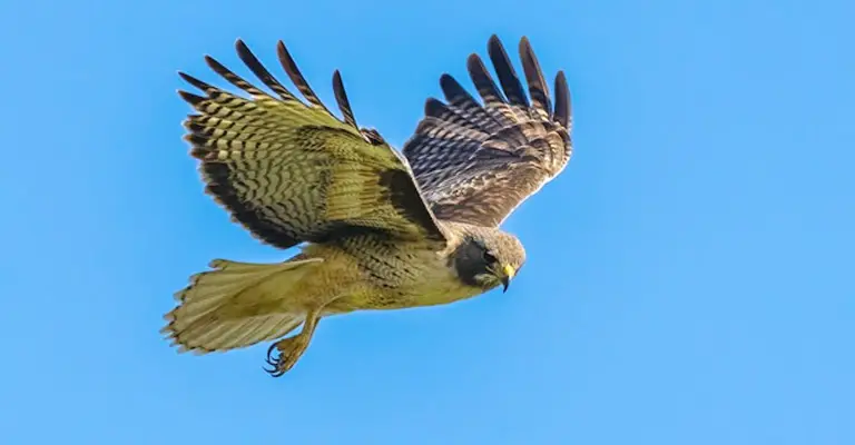 How Long Do Hawks Live A Fascinating Insight into Their Lifespan