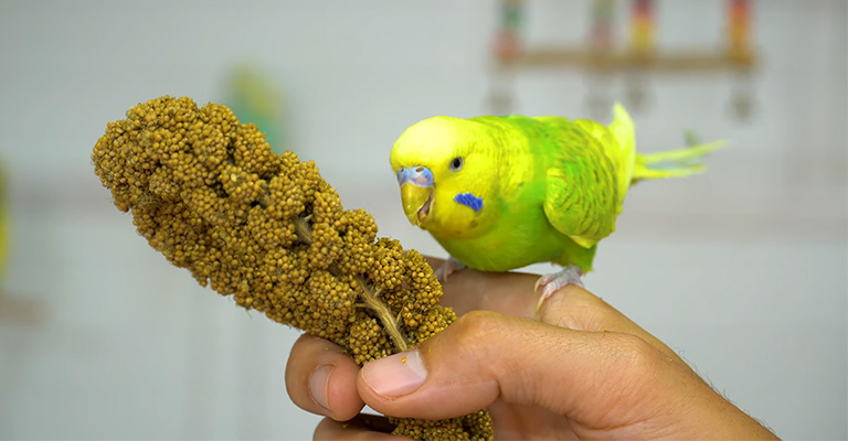 How Long Does It Take to Gain a Parakeet’s Trust