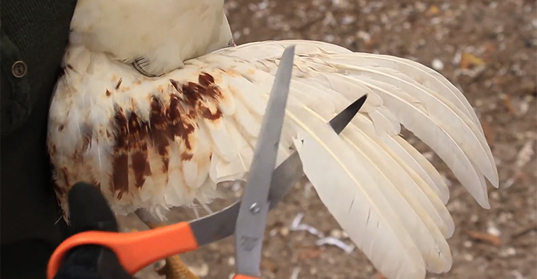 How To Clip Chicken Wings