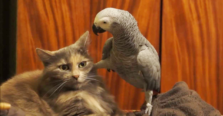 How To Introduce A Bird To A Cat