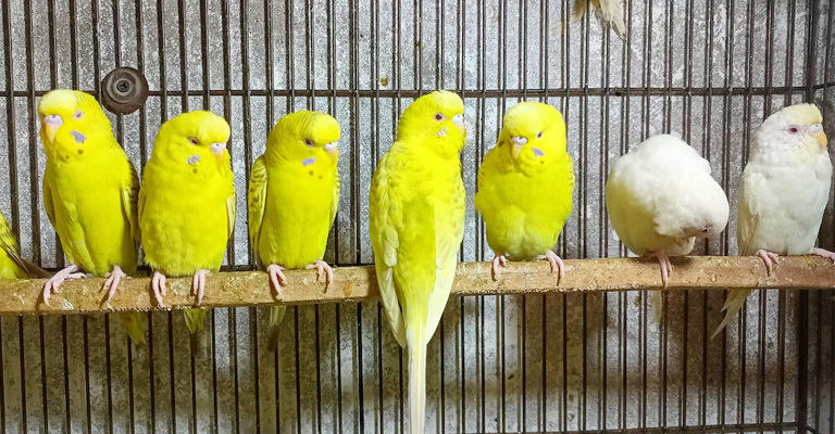 How To Introduce A New Budgie To The Flock