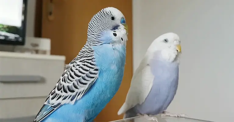 How To Know If My Budgie Is Facing Some Health Issues