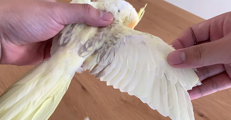 How To Prevent Cockatiel Bleeding Under The Wing