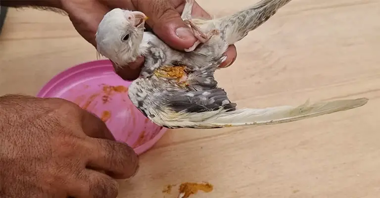 How To Stop Cockatiel Bleeding Under Wing