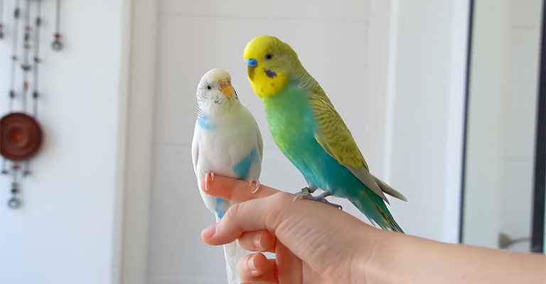 How To Tame A Parakeet