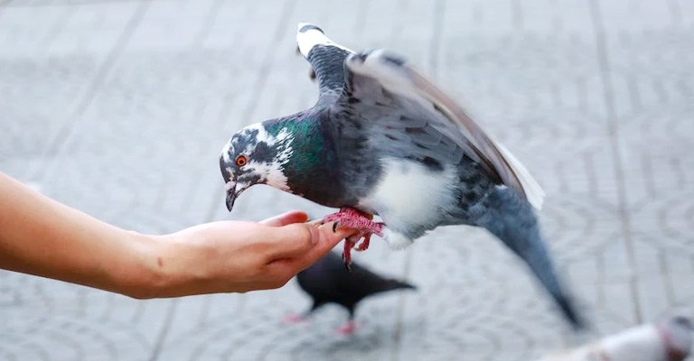 How To Tame Wild Pigeons