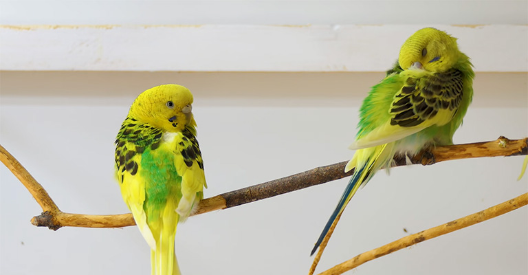 How To Tell If Your Parakeet Is Cold