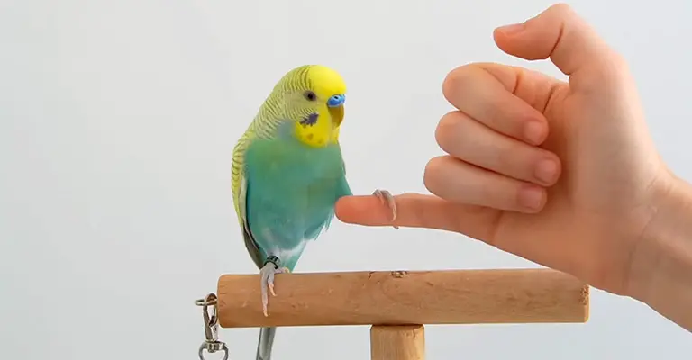 How To Train A Parakeet
