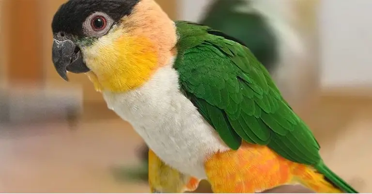 How to Care for A Caique