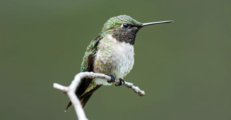 How to Care for a Pregnant Hummingbird