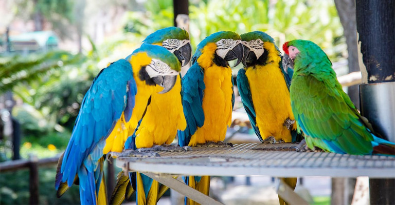 How to Diagnose Bird Pooping Watery