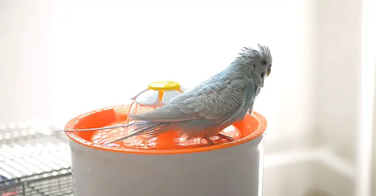 How to Dry A Budgie After A Bath