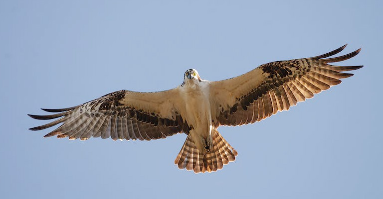 How to Interpret the Spiritual Message of Seeing a Hawk