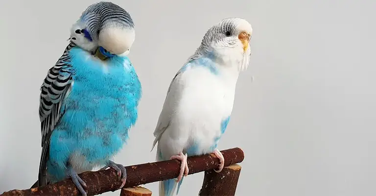 How to Keep Your Parakeet Warm