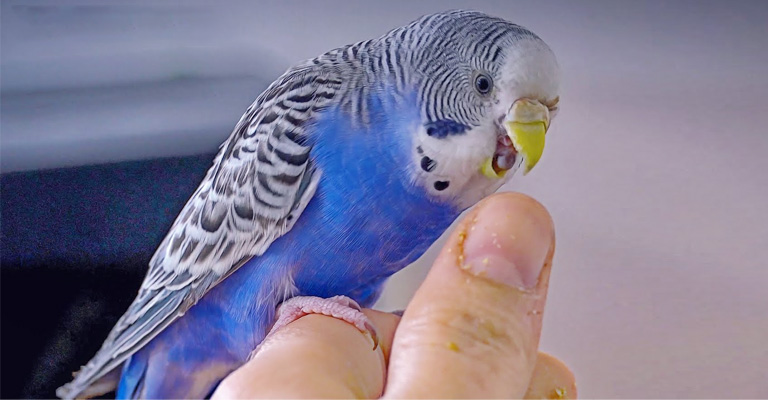 How to Make a Budgie Like You