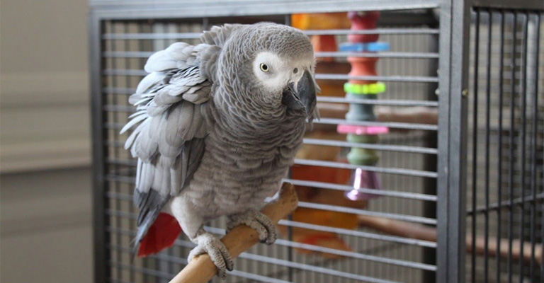 How to Potty Train My Parrot
