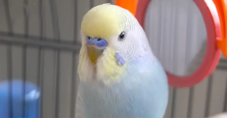 How to Prevent Parakeet Cere Issues