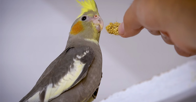 How to Stop My Cockatiel from Hissing at Me