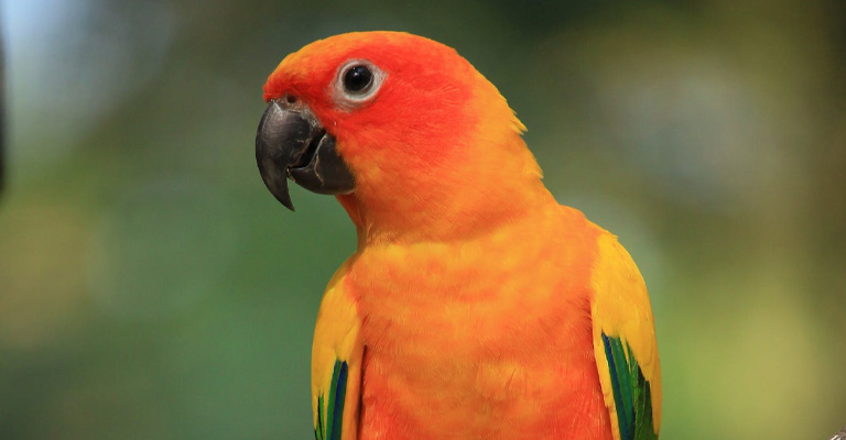 How to Stop Sun Conure from Screaming