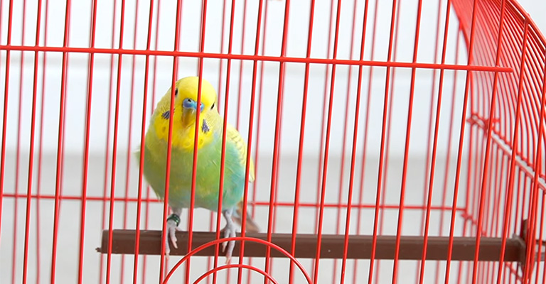 How to Stop a Parakeet from Biting the Cage