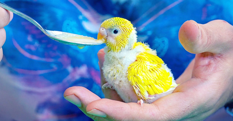 How to Take Care of Budgie Chick