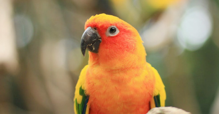 How to Teach a Sun Conure to Talk