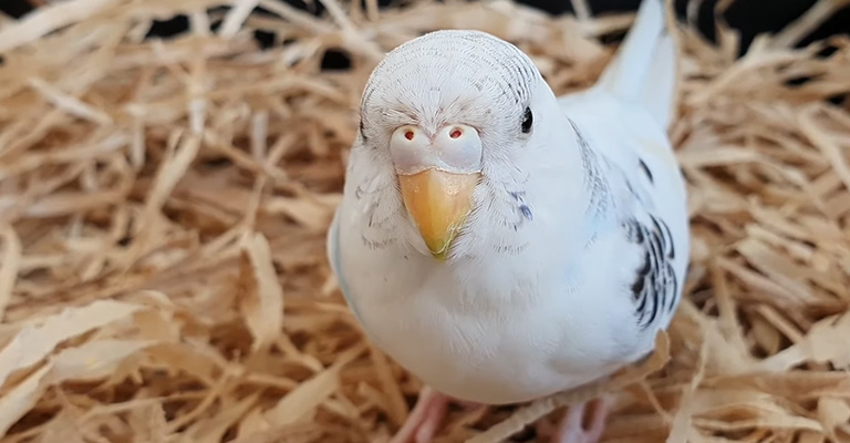 How to Tell If My Parakeet's Cere Is Irritated