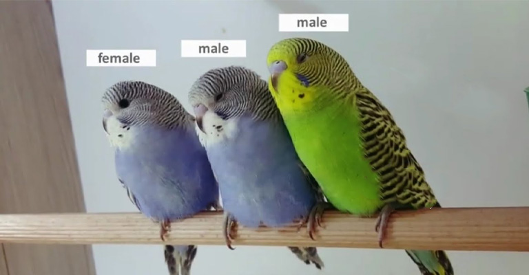 How to Tell the Gender of Various Parakeet Species