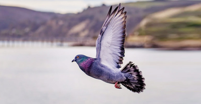 How to Train Pigeons to Come Back Home