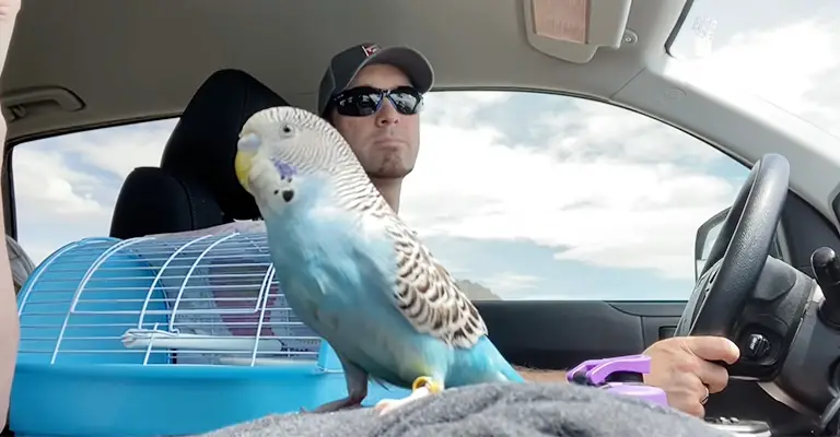 Travel with a Bird by Car