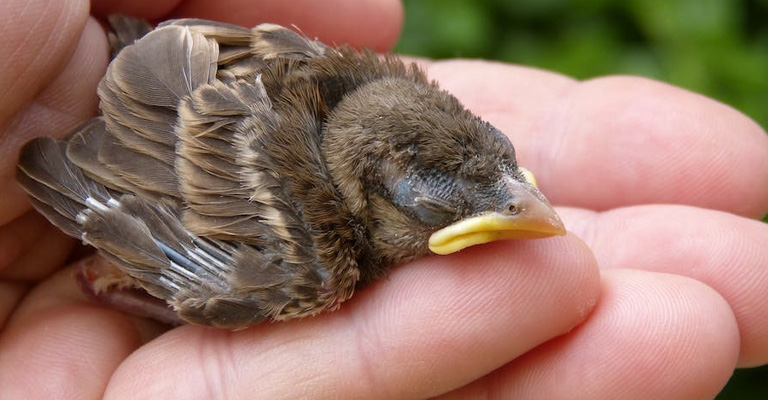 How to Treat If My Bird Is Pooping Watery