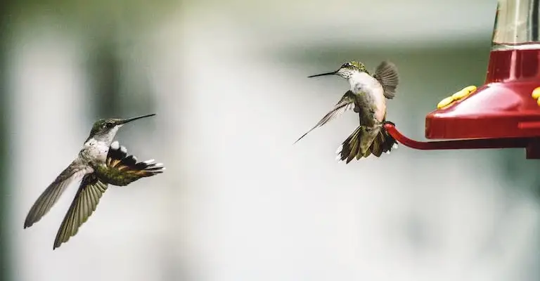 Hummingbirds Protect Themselves