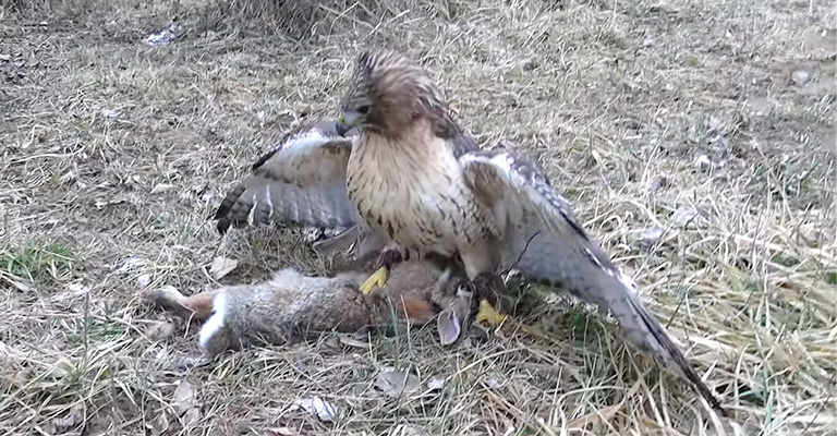 Hunting Strategies Of Hawks