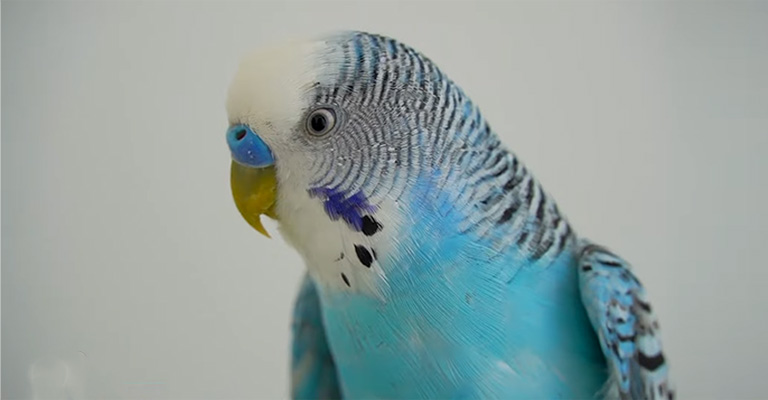 Identifying Whimpering Noises In Budgies