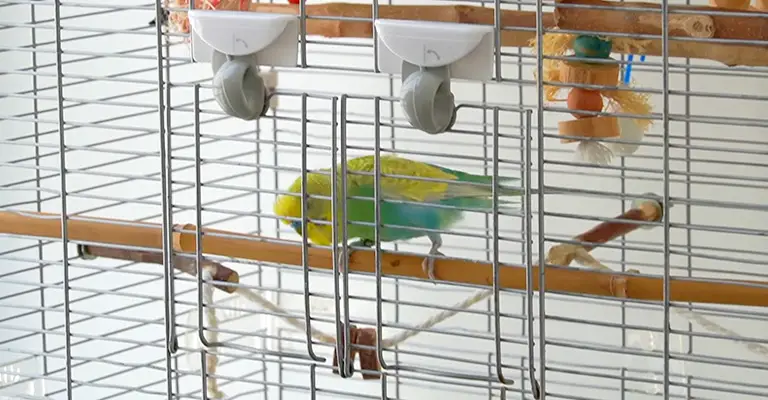 Is It Dangerous for Parakeets to Be Biting the Cage Bars