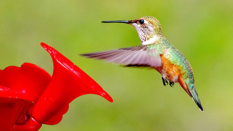 Is It Okay To Add Red Dye To Hummingbird Nectar