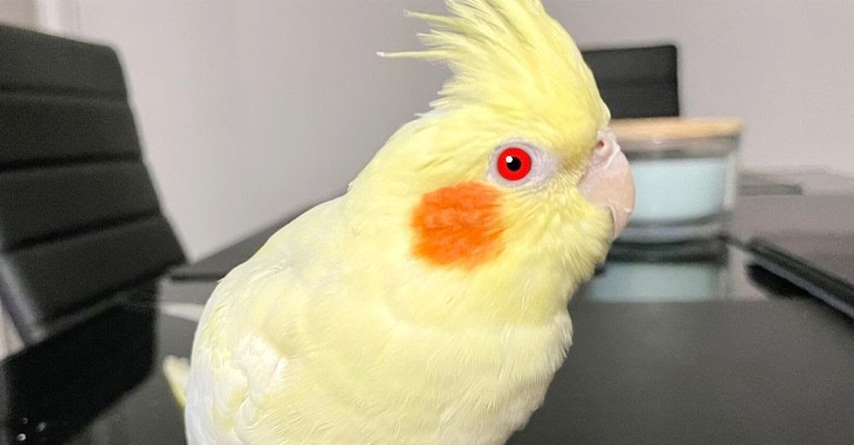 Is Not Having Red Cheeks Bad for Cockatiels