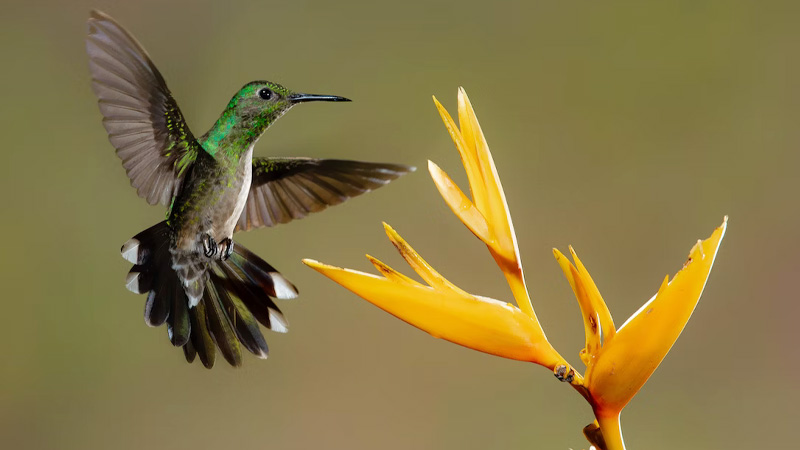 Is There Any Color That Hummers Do Not Like