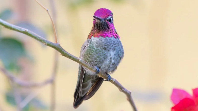 What Does It Mean When You See A Hummingbird