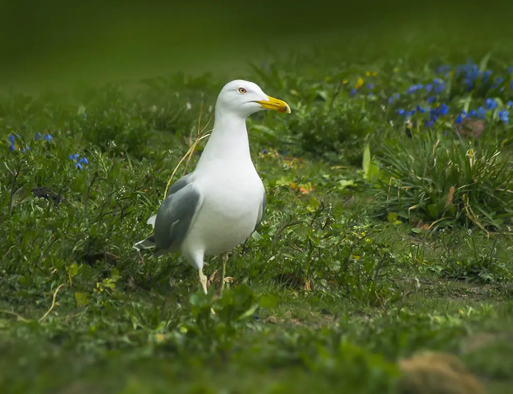 Large White-Headed Gulls