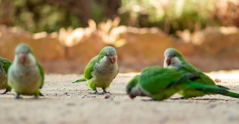 Lineolated Parakeets