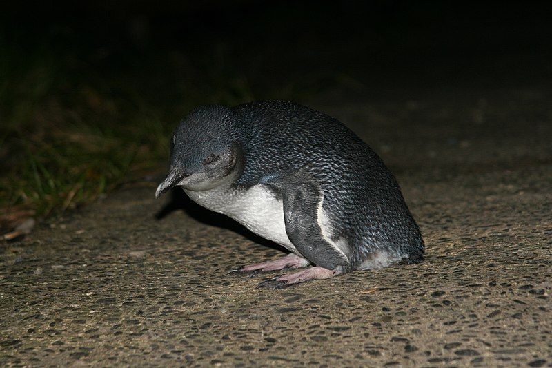 Little_penguin__2