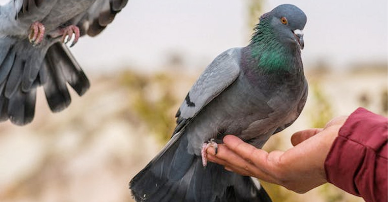 Minimum Age for Training Homing Pigeons