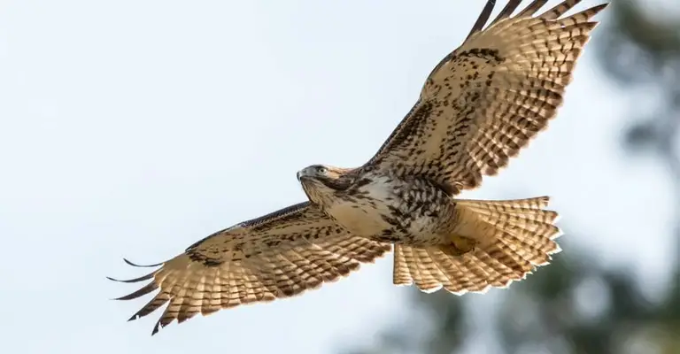 Motion Detection of Hawk