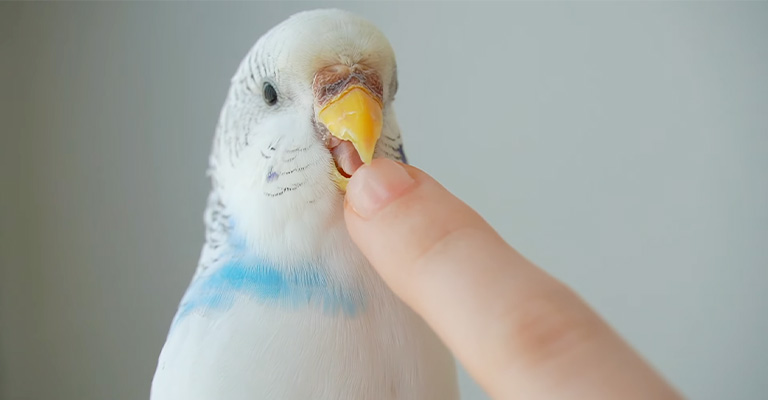 Why Is My Bird Opening and Closing His Mouth? Understanding Avian Behavior