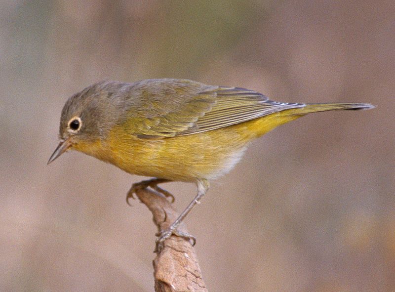 Nashville_warbler__19