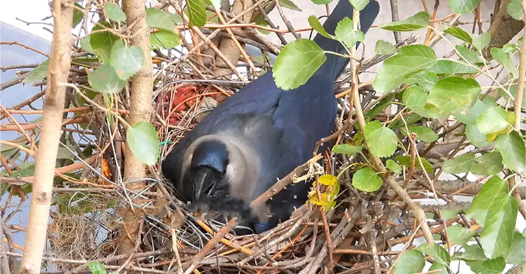 Nesting and Mate Selection