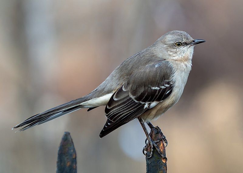 Northern_mockingbird__22