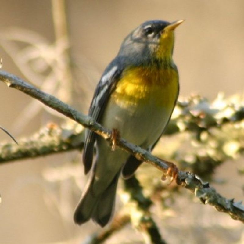 Northern_parula__35